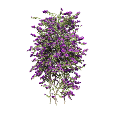 Bougainvillea glabra 06