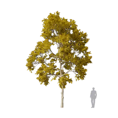 Sophora japonica Winter Gold