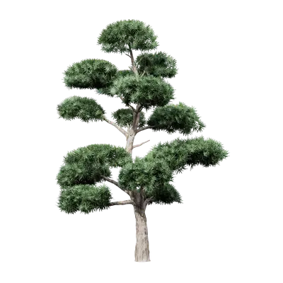 Podocarpus macrophyllus 16