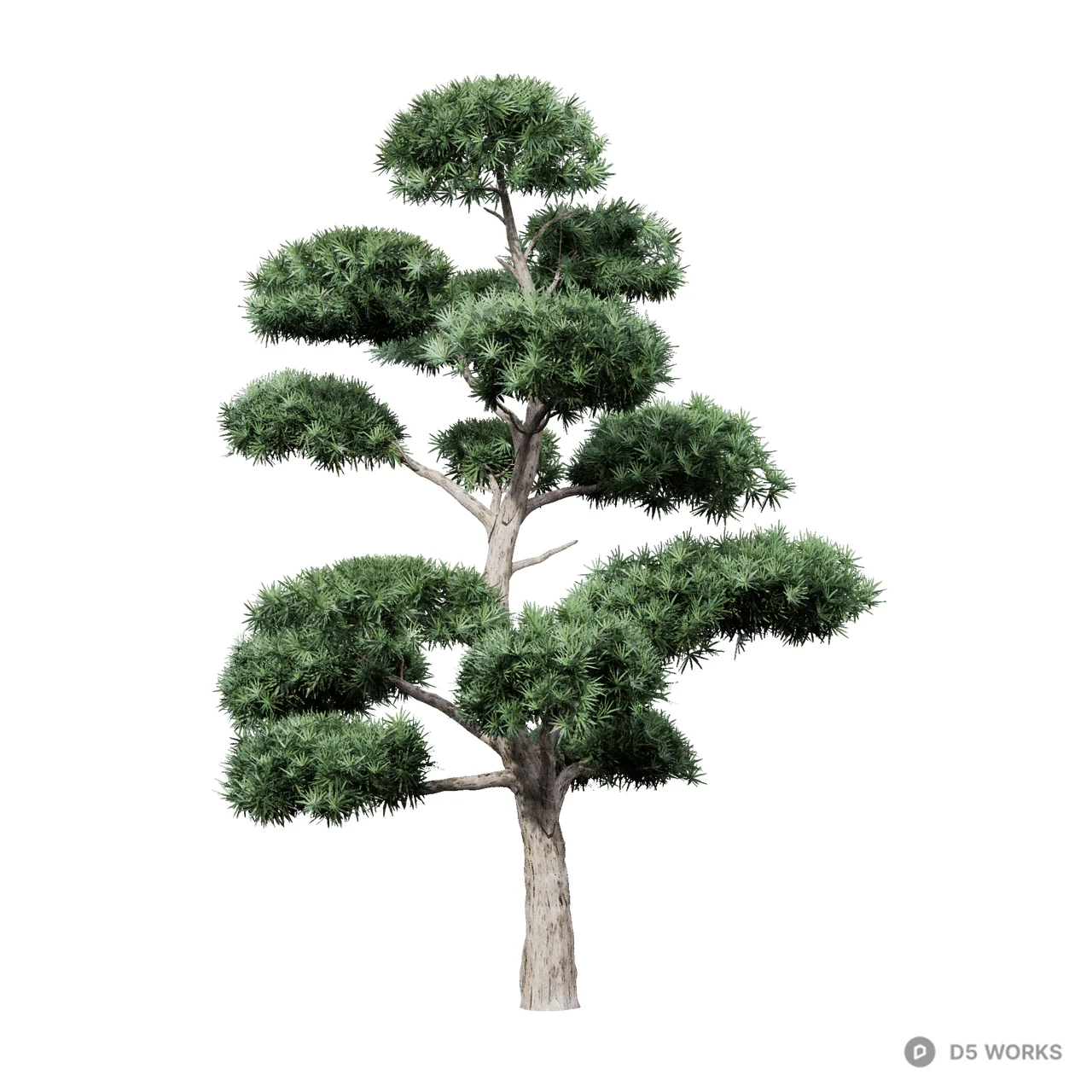Podocarpus macrophyllus 16 3d model - Image 1