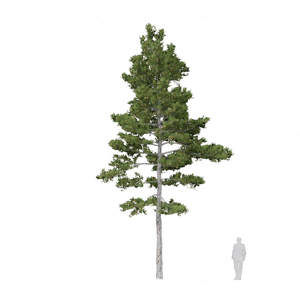Trees 3D Models