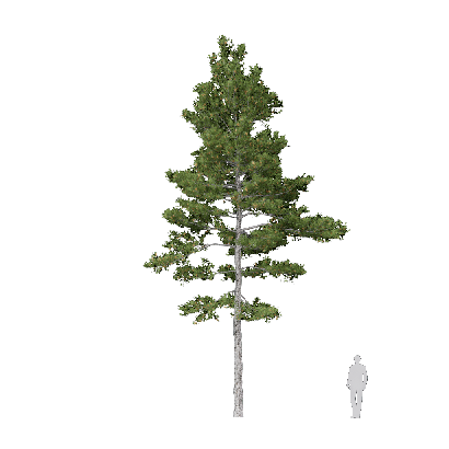 Coniferous Tree Pinus strobus 01