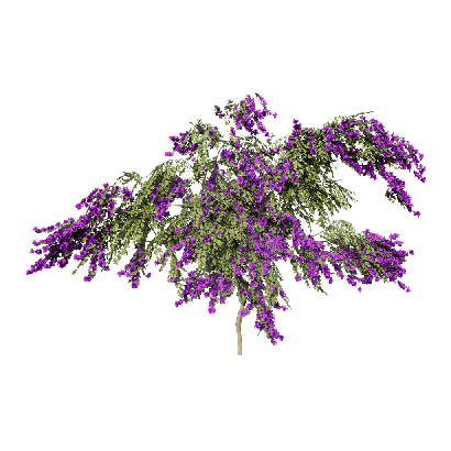 Climbing Plants Bougainvillea glabra 02