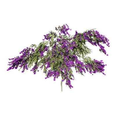 Bougainvillea glabra 02