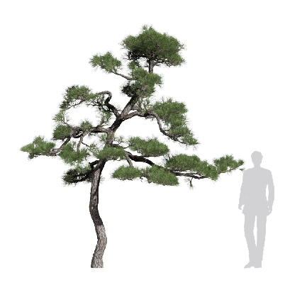 Coniferous Tree Pinus thunbergii 11