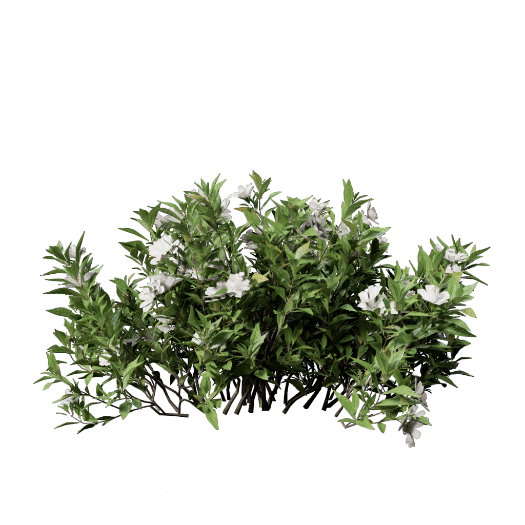 Shrubs 3D Models