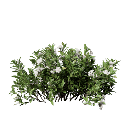 Shrub Gardenia jasminoides 04