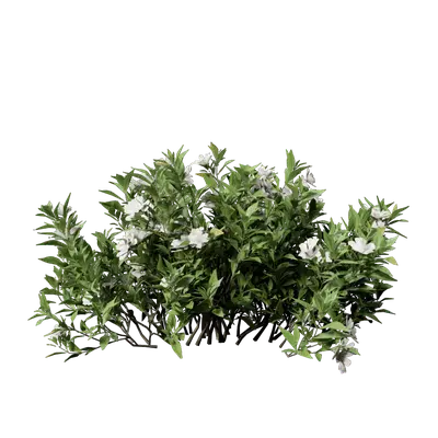 Gardenia jasminoides 04 3d model