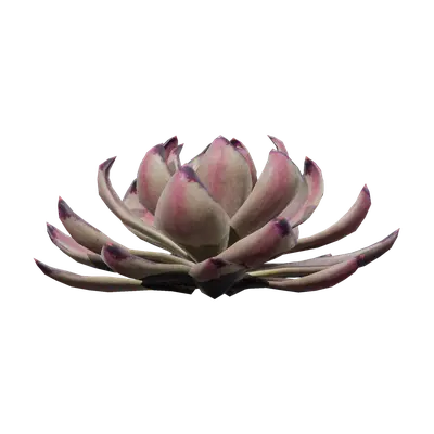 Echeveria agavoides 03