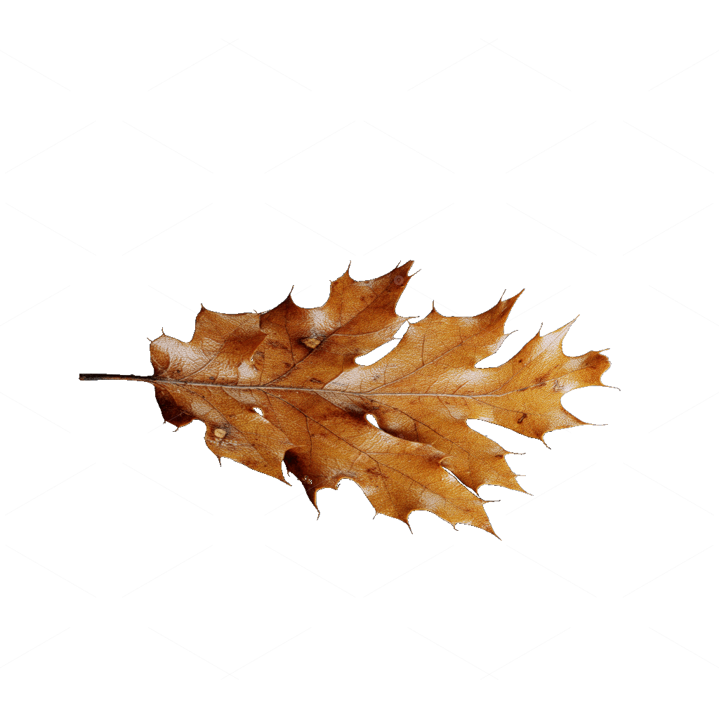 Other Botanicals 3D Models