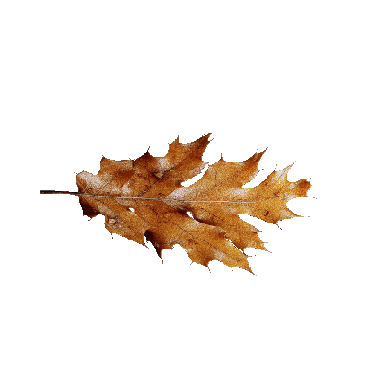 Other Plants Maple Leaf 26 