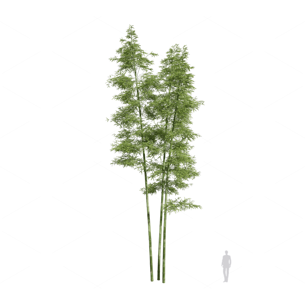 Other Botanicals 3D Models