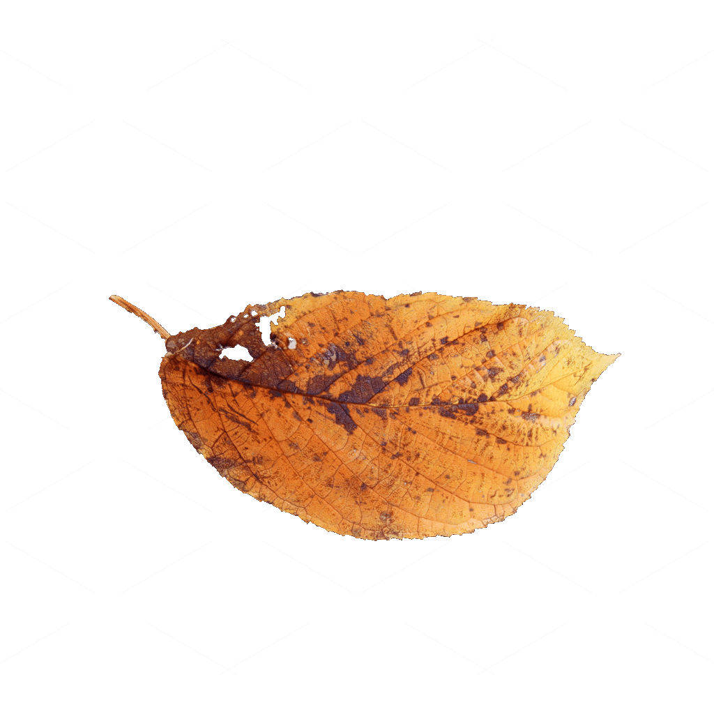 Other Botanicals 3D Models