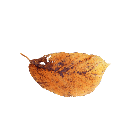 Other Plants leaf 62 