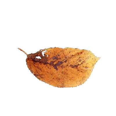leaf 62 3d model