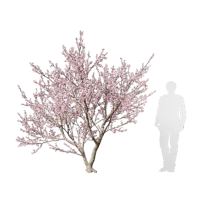 Amygdalus triloba 01 3d model
