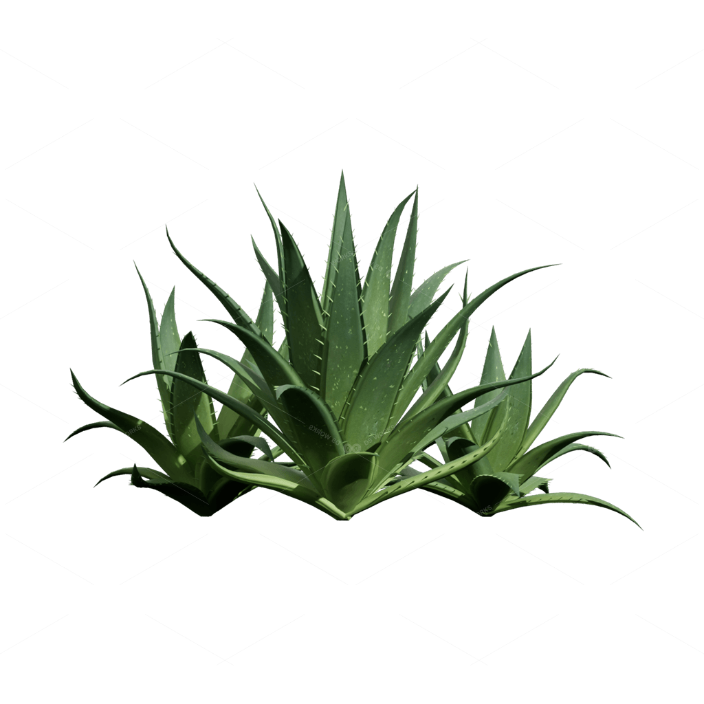 Xerophyte Plants 3D Models