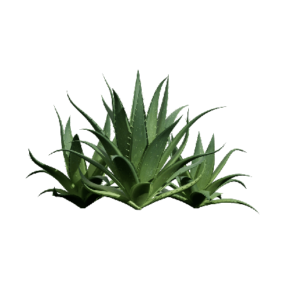 Xerophytes Aristaloe aristata 02
