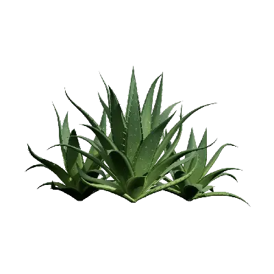 Aristaloe aristata 02