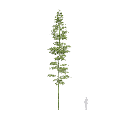 Bamboo Bambusoideae 23