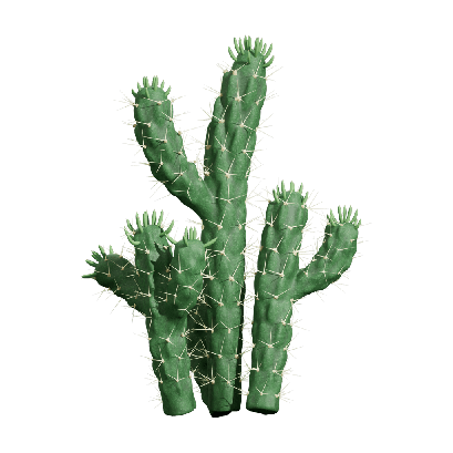 Xerophytes Austrocylindropuntia subulata 05