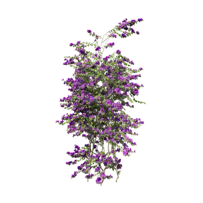 Bougainvillea glabra 08