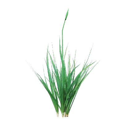 Crops Garlic 02