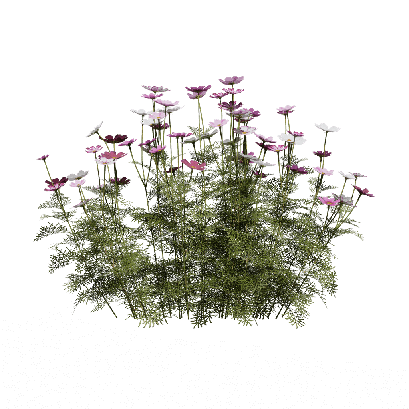 Grass Allium aflatunense 06