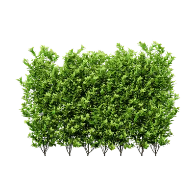 Golden Privet 12 3d model