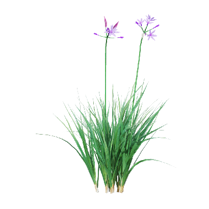 Crops Garlic 05