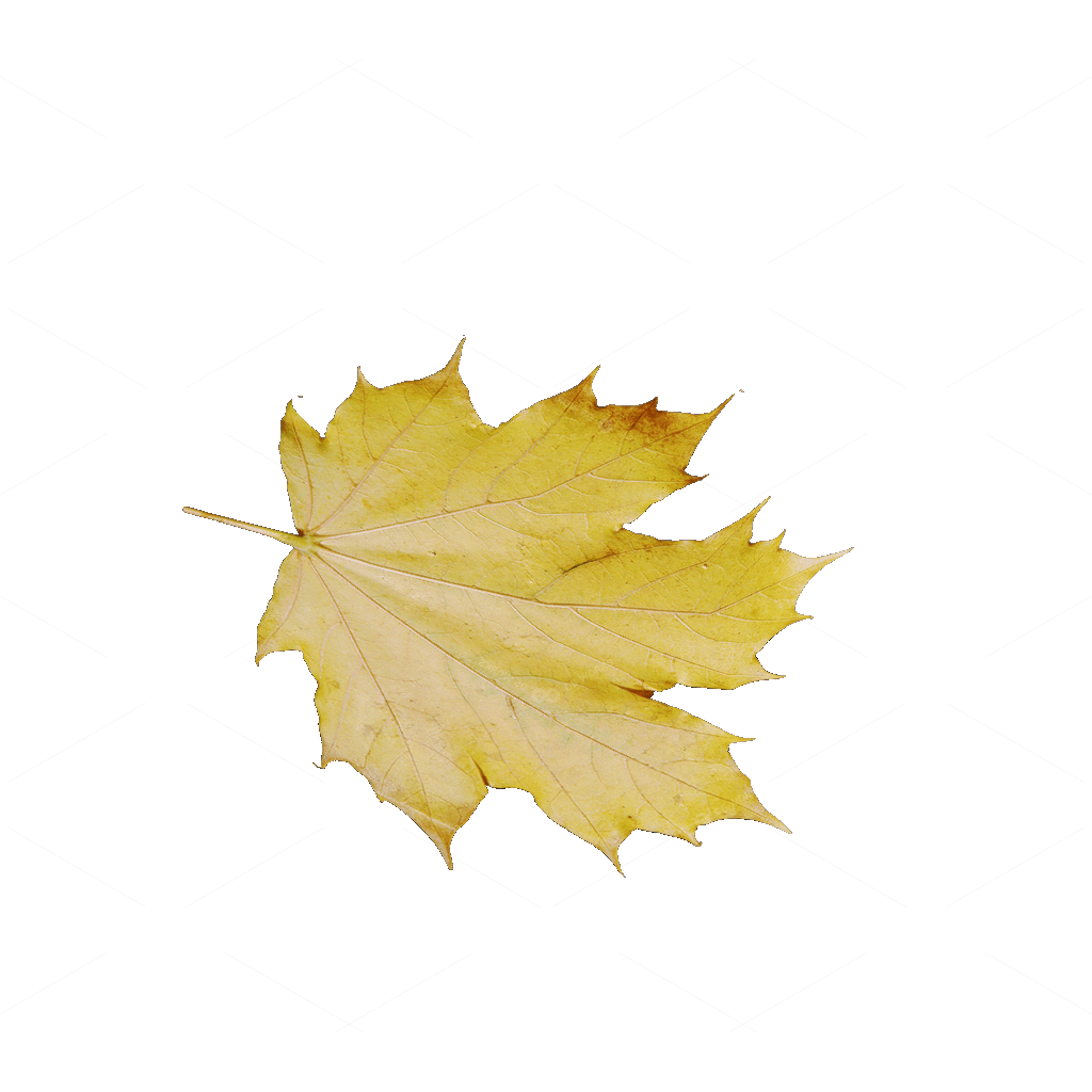 Other Botanicals 3D Models
