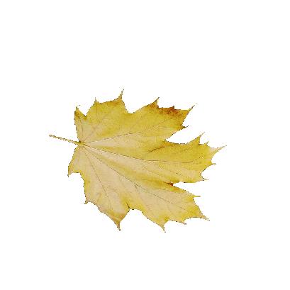 Other Plants Maple Leaf 42 