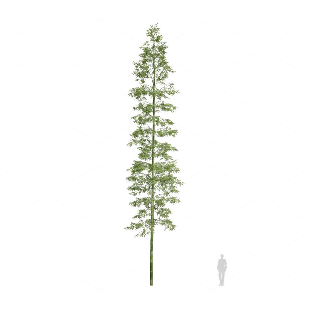 Other Botanicals 3D Models