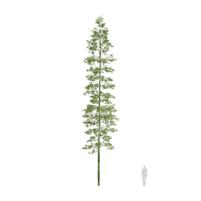 Bamboo Bambusoideae 08