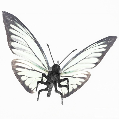 Modern Insect