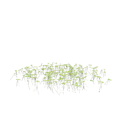 Aquatic Plants Lemna minor 05