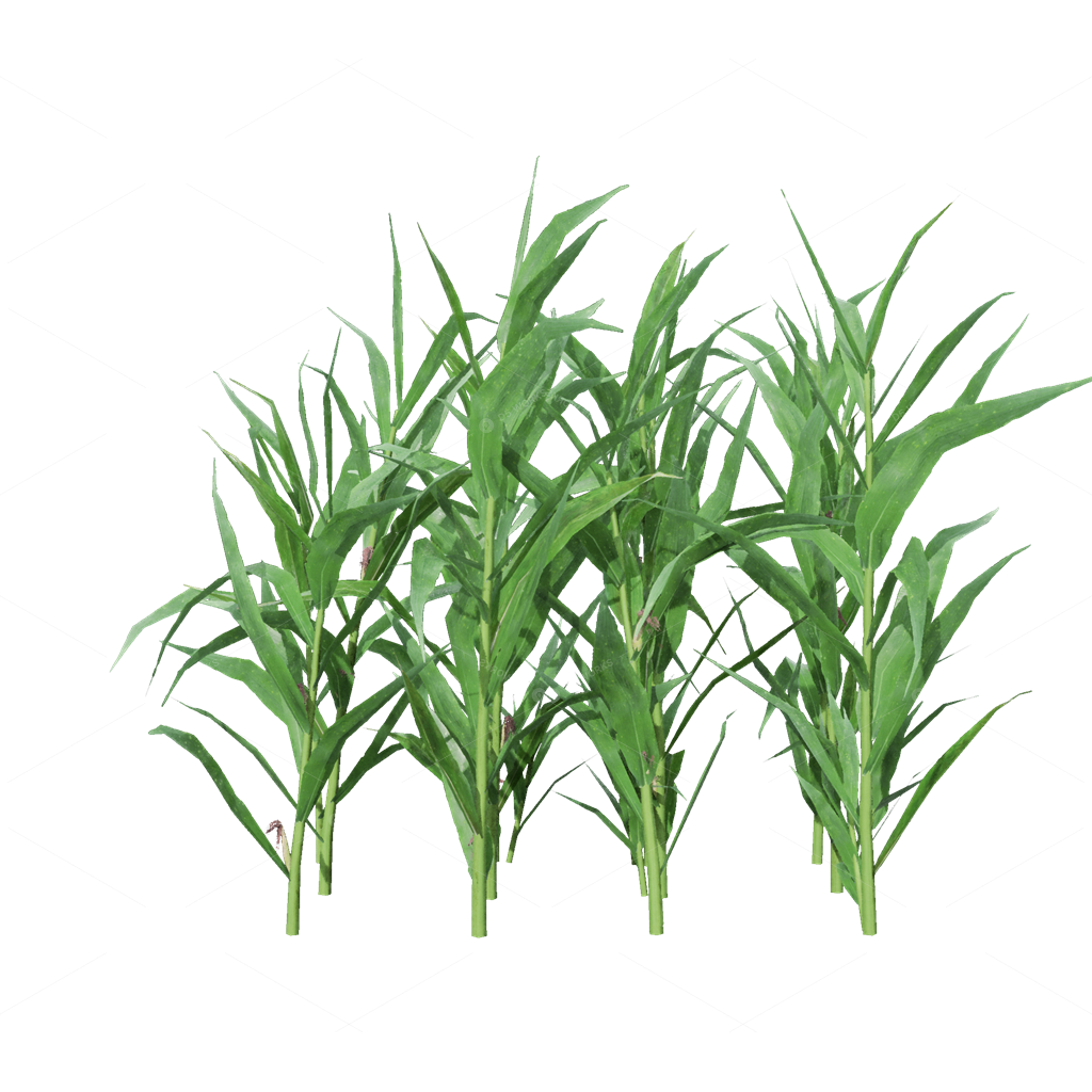 Crops 3D Models