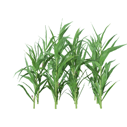 Crops Zea mays 04