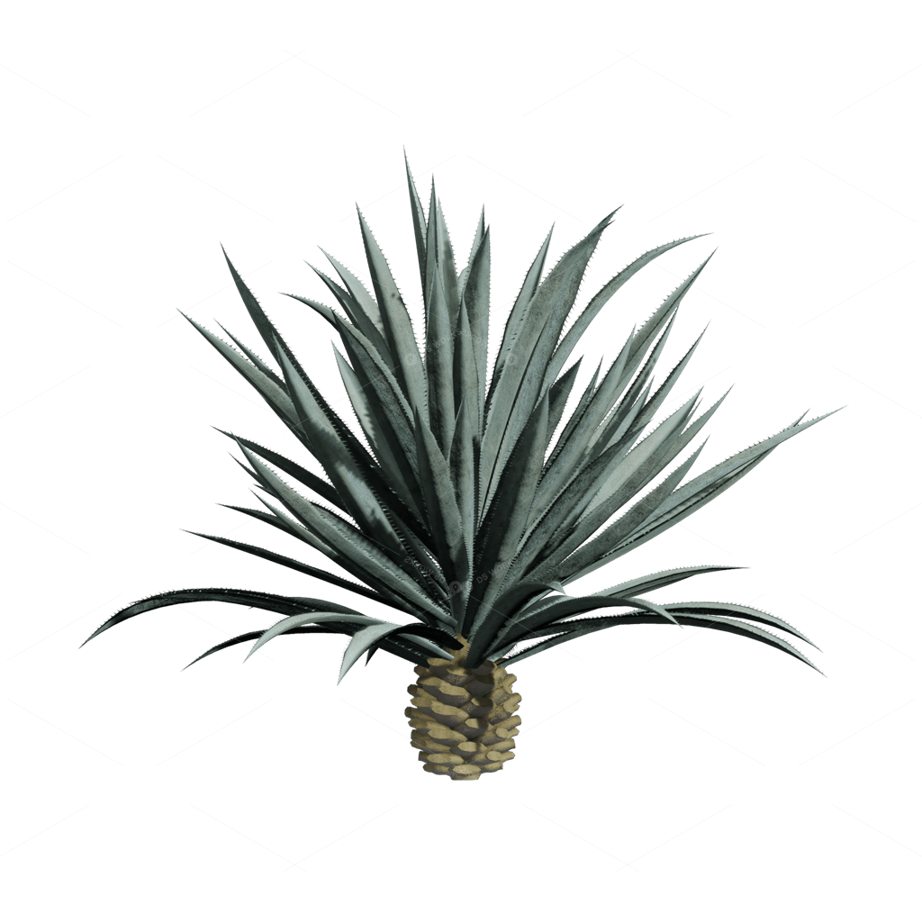 Xerophyte Plants 3D Models