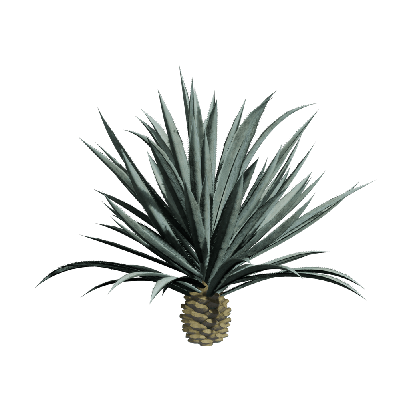 Xerophytes Agave americana 09