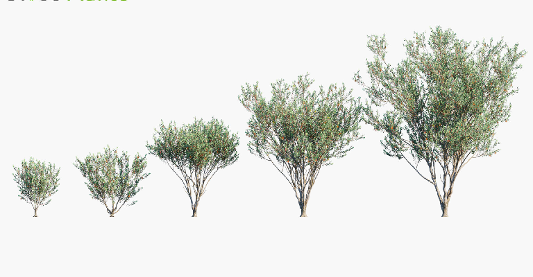 Modern Coniferous Tree