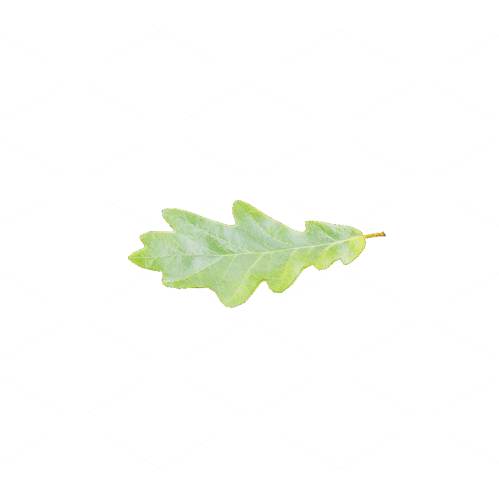 Other Botanicals 3D Models
