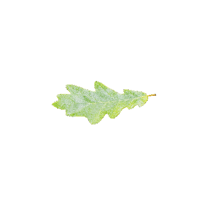 Other Plants leaf 5 