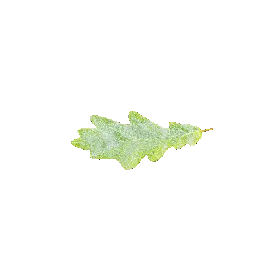 leaf 5
