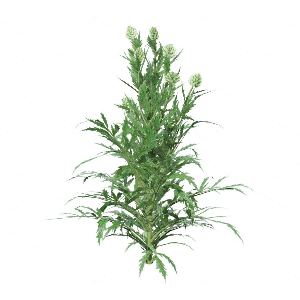 Crops 3D Models