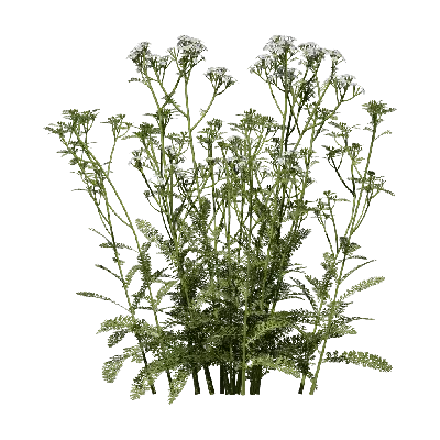 Achillea millefolium 06