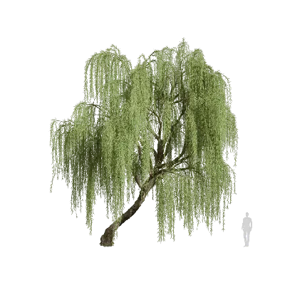 Salix babylonica 22 3d model