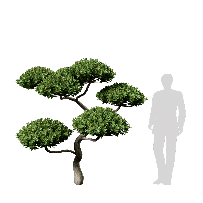Shrub Ilex cornuta 04