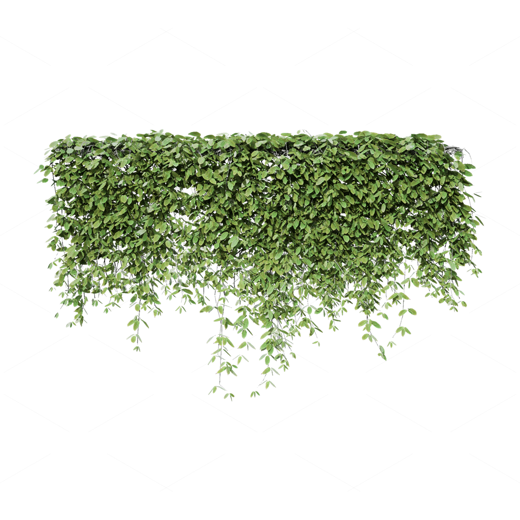 Climbing Plants 3D Models