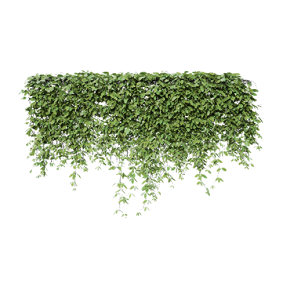Climbing Plants Mucuna sempervirens 03